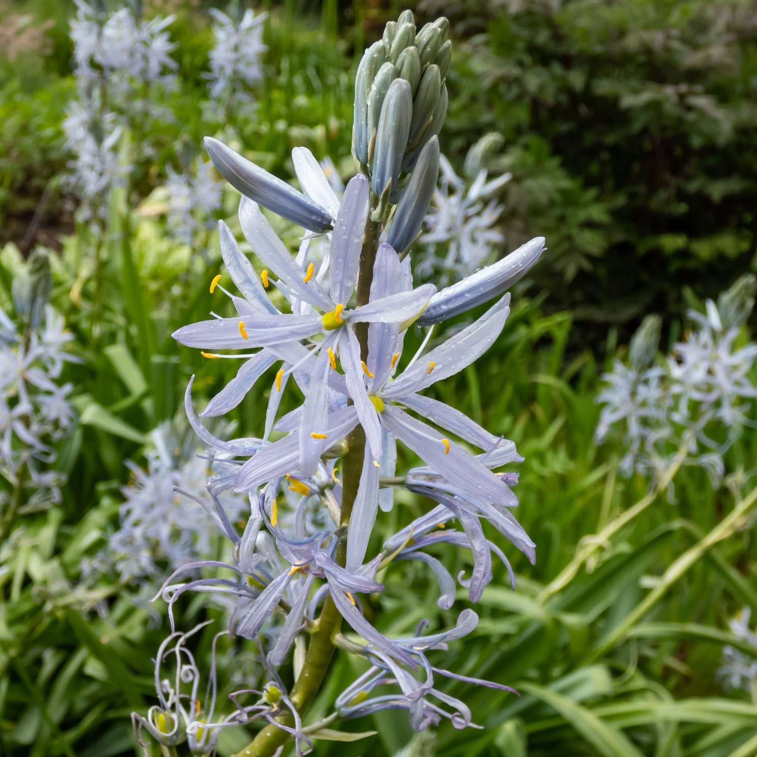 Prärielilie (Camassia) 'Cusickli'